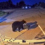 Hungry bears are entering homes, shops and neighbourhoods across the US; here’s what is driving the alarming trend