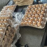 Laid off by Amazon, woman starts chicken farm: ‘I have my product, the eggs’