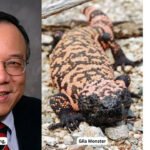 In 1992, Dr John Eng discovered a molecule in Gila monster venom; decades later, his finding helped pave the way for widely used type 2 diabetes medicines