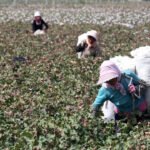Beijing Sanctions 2 US Labs That Can Prove Where Cotton Grew