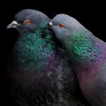 The Secret Science of Pigeon Navigation