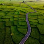 Troubled Waters: Australian Government’s $15 Million SunRice Fix Ignores the Root Crisis