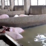 Flooding Leaves Farms, Homes Damaged After 3 Dike Breaches in Central China