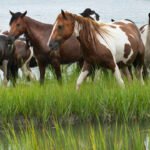 Facing Wild Horses and Hand Grenades: The Work of Photographer and Editor Richard Moore