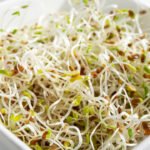 Alfalfa Sprouts Linked to Bacterial Infections in 15 US States