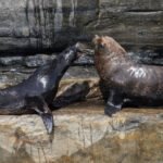 Second Seal Feared Infected With H5 Bird Flu in Australia