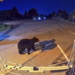 Hungry Bears Wander Into US West Homes, Shops in Record Numbers