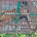 Leopard captured after sightings trigger fear in Bahraich village | Lucknow News
