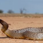 1950: Kevin Budden, a 20-year-old photographer, was dying from a taipan snake bite when he insisted the snake be saved; five years later, its venom helped save a boy’s life