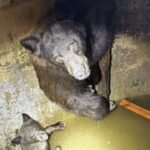 Hikers heard ‘howling’ from a California water tank; rescuers found a mother bear and her cubs trapped inside and spent hours freeing them