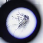 Northeast faces new vector threat as diseases spread to new areas: Health panel | India News
