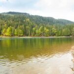 After 1949, China increased its forest cover from 10% to 25%; the planting boom greened the land but shuffled its water around, and it’s quietly losing water from the wrong places |