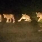 Tigress, three cubs bring traffic to a standstill on Katarniaghat road | Lucknow News