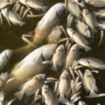 Seattle opened light rail across the I-90 floating bridge in March; five months later about 2,000 fish have died near electrical equipment hanging into Lake Washington