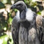 As vultures disappear, minister calls for ‘safe zones’ | India News
