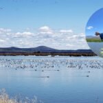 A farmer turned 70 acres of his Oregon barley farm into a wetland; now it hosts 140 bird species and endangered fish | World News