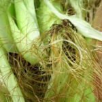 5 clever ways to repurpose corn husks in under 10 minutes and give everyday items a creative makeover