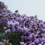 Neelakurinji flowers’ rare bloom, which happens once in 12 years, covers the Munnar hills in blue-violet colours |