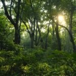 They bought 35 acres of barren land near Ranthambore, years later, it became a refuge for Tigers and wildlife |