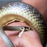 5 snakes that bite without leaving a trace