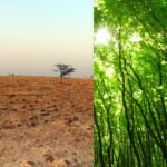 In 2007, Dr Shankar Lal Garg bought 22 acres of rocky land near Indore, today it has 40,000 trees |