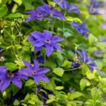 7 easy-to-maintain climbing plants to add to your balcony garden