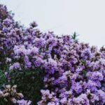 Once in 12 years, Munnar turns blue and purple; the rare Neelakurinji bloom is back in Kerala; here’s where you can see it