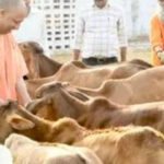 How Uttar Pradesh is bringing Gen Z into cow protection | Lucknow News