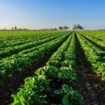 A North Florida family permanently protected 816.46 acres with a $2.665 million easement; farming can continue while the land stays undeveloped inside a 1.6-million-acre wildlife corridor