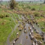 South Sudan’s first UNESCO World Heritage site covers nearly 30 million acres and protects a migration of roughly six million antelopes