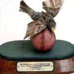 In 1936, an Indian fast bowler’s delivery killed a bird at Lord’s. The bird was stuffed and mounted on the same ball and now sits in the MCC Museum | Cricket News