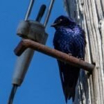 California removed more than 900,000 pounds of human debris while restoring 40 acres; crews deliberately left old telephone poles because purple martins can use them as nesting sites