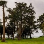 In the 1880s, Adolph Sutro built a 22-acre San Francisco estate filled with hundreds of statues and opened its gardens to the public; the mansion was later demolished and the land became a park