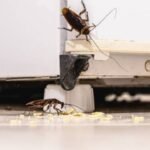 Cockroach Prevention: 7 simple ways to keep cockroaches out of your home