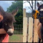 Georgia police officer who killed 1-year-old donkey HeeHaw says the miniature donkey charged at him; owner says ‘he was my kid’