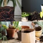 Signs Your Plant Needs A Bigger Pot: From roots coming out to slow growth: 5 signs your plant needs a bigger pot
