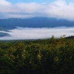 10 countries with the highest forest cover in the world; check India’s rank
