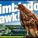 Every Wimbledon morning for the past 18 years, a trained hawk named Rufus has been released to fly over the grounds. His only job: scare away pigeons before play begins | International Sports News