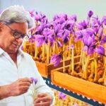 In 2019, this engineer started cultivating saffron, not in Kashmir but inside a room in Noida; he invested ₹6 lakh and now earns an estimated ₹3.5 lakh a month
