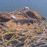 In 1996, England began moving Scottish osprey chicks to Rutland after the species vanished as a breeder in 1847; 30 years later, 300 have fledged and the population is self-sustaining