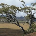 Scientists planted 150,650 native koa trees on Hawaii’s abandoned pasture, but 20 years later endangered birds were moving into the young forest﻿ | World News