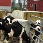 In 2011, a Massachusetts dairy installed the state’s first agricultural digester; by 2020, manure and food waste were saving it $155,000 a year on heat, fertiliser, and bedding