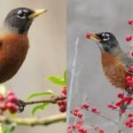 Feeding American Robins: This one fruit in your garden can attract American Robins: Here’s what to put out and how to do it right