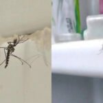 5 simple tips to keep mosquitoes away from bathroom