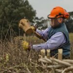 An ancient British farming craft faded after World War II; now 2,500 farmers want to revive 1,300km of mature hedgerows to help wildlife and reduce flooding