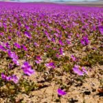 Atacama Desert: Atacama, the ‘blooming desert’, gets painted in a sea of colourful flowers following the rare phenomenon that happens once every 10 years