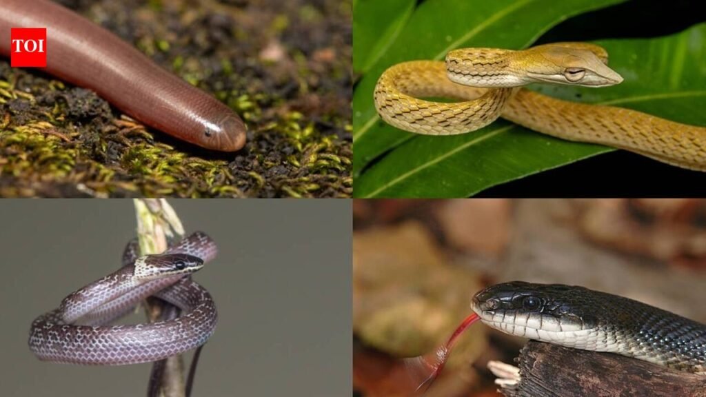 5 species you may spot in gardens and what attracts them