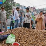 Kashmir cracks walnut success code, turns to medium-sized, grafted trees | India News