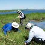 New York City volunteers planted 20,000 marsh seedlings on a dying salt marsh in 2003, but 80% of the site was healthy just two years later | World News