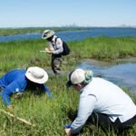 New York City volunteers planted 20,000 marsh seedlings on a dying salt marsh in 2003, but 80% of the site was healthy just two years later | World News